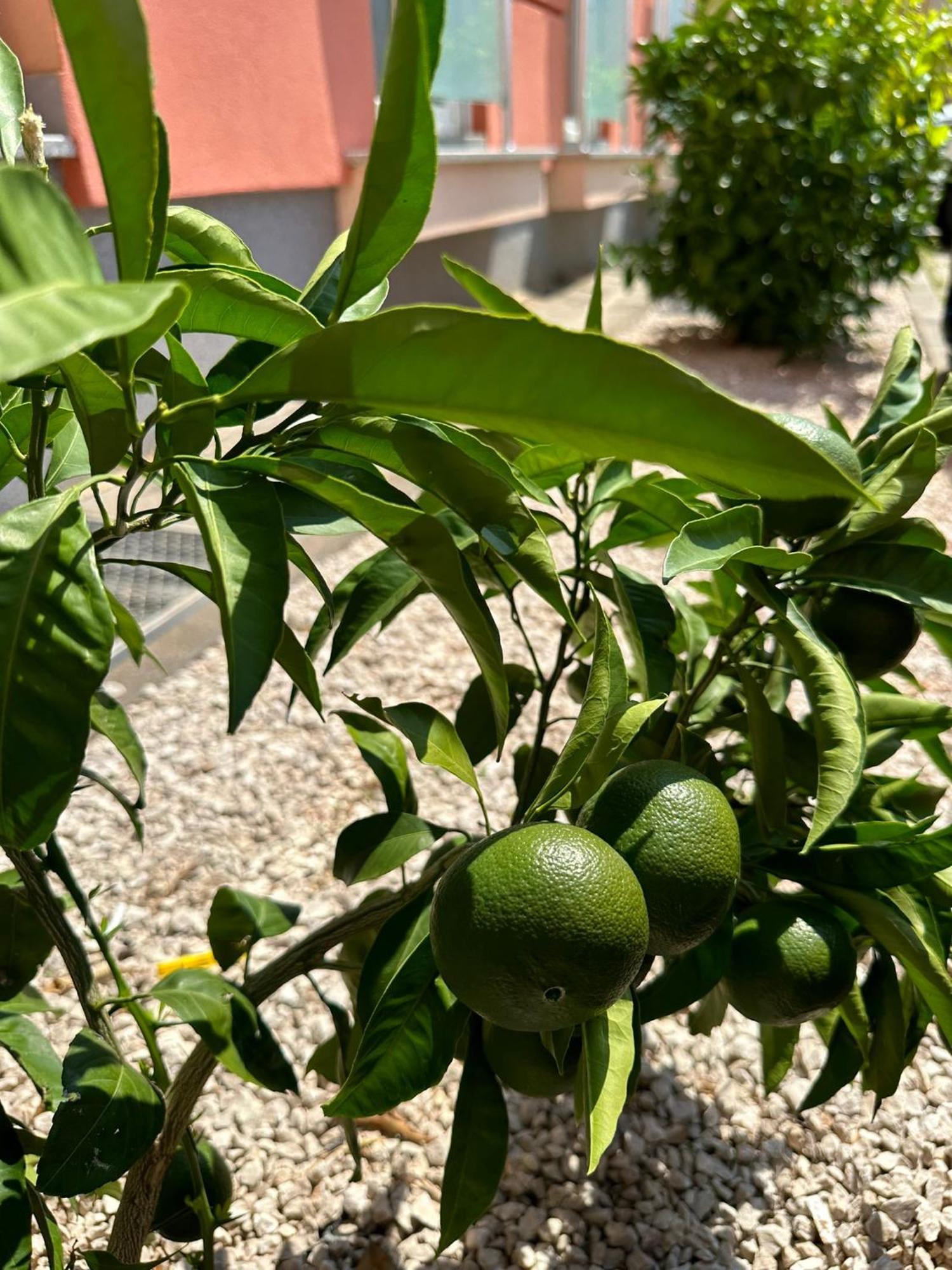 Appartamento Appleonlux Umago Esterno foto